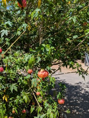California State Capitol Museum by null