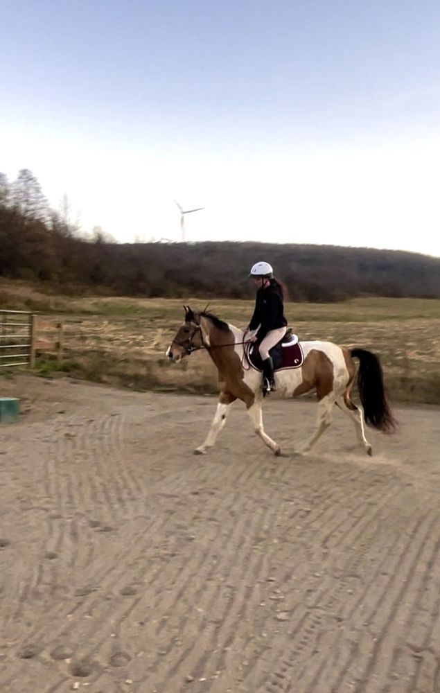 Maple Hill Horse Farm - equestrian in Hornell, NY