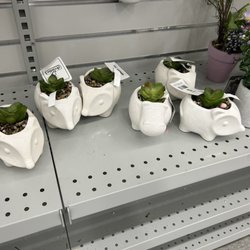Dollarama - Artificial plants