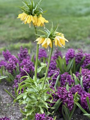 Veldheer Tulip Gardens by null