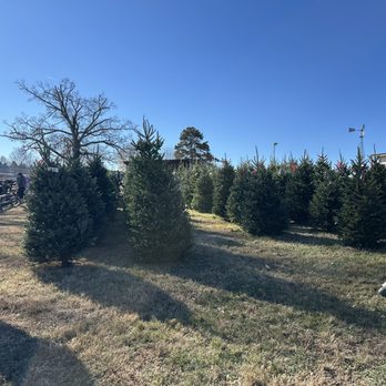 Cedar Lake Tree Farm - Pre cut trees - Christmas Trees Near Me - Iron Station, North Carolina Cedar Lake Tree Farm - Pre cut trees - Christmas Trees Near Me - Iron Station, North Carolina