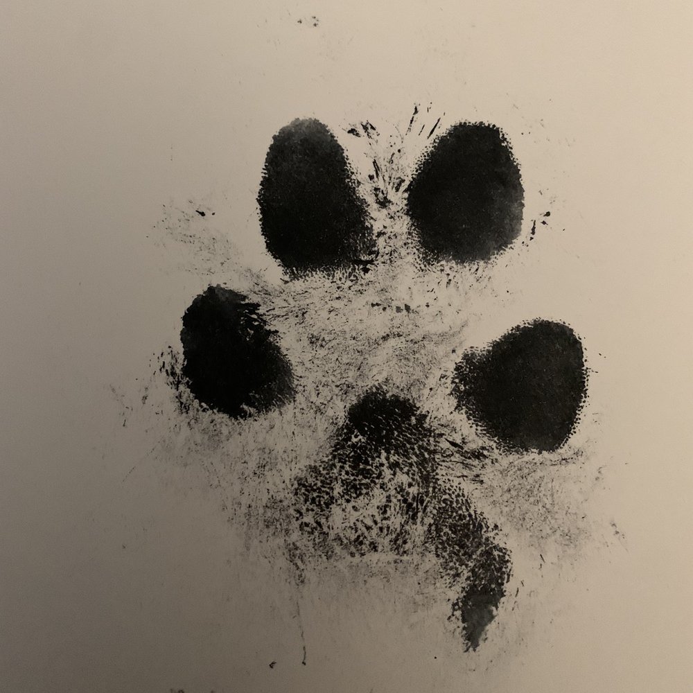 Fond Memories - Pet Cremation Services Near Me - Austin, Texas