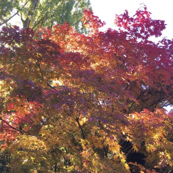 Kubota Garden - Fall colors - Botanical Gardens Near Me - Seattle, Washington
