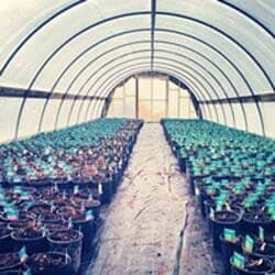Briden Nursery