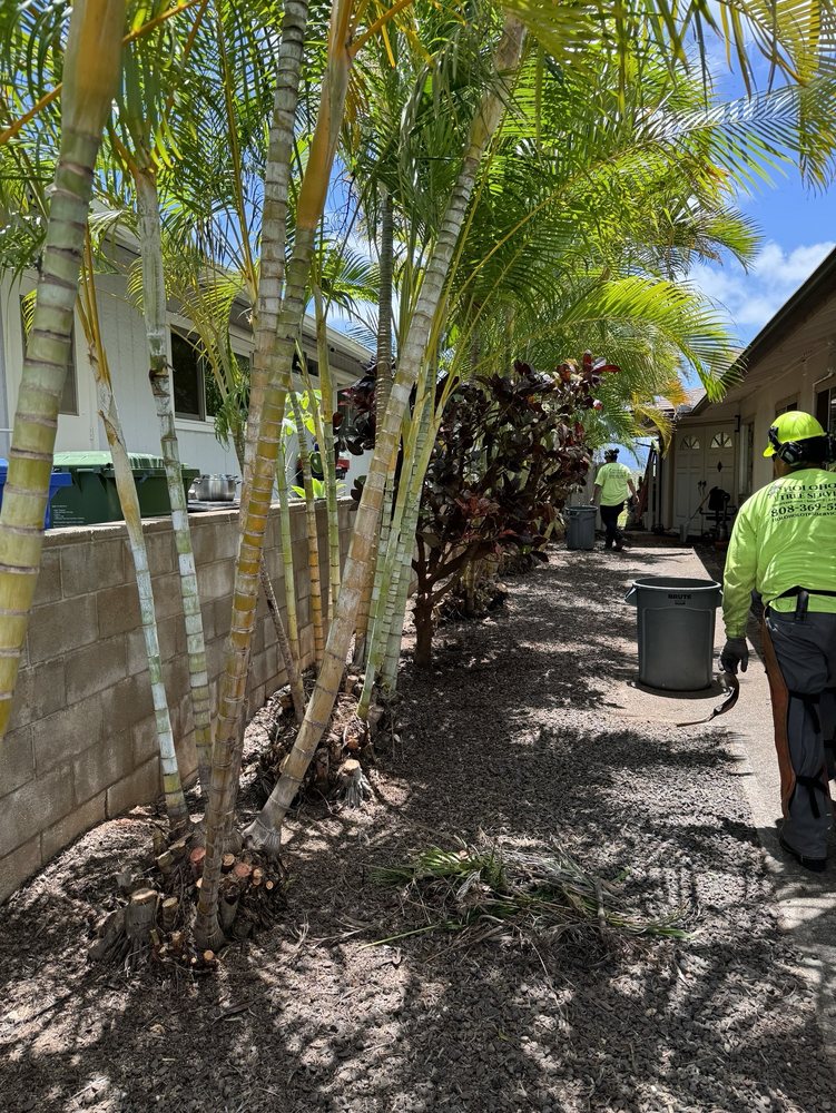 Holoholo Tree Services - tree service in Waianae, HI