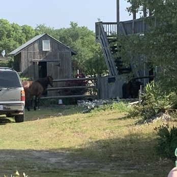 Back Beach Wild Horse Tours - Tours Near Me - Corolla, North Carolina