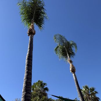 Off Czn Tree Experts - Tree Services Near Me