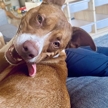 Spot Pet Insurance - My happy pup. - Pet Insurance Near Me - Miami, Florida Spot Pet Insurance - My happy pup. - Pet Insurance Near Me - Miami, Florida