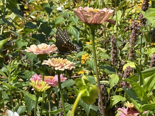 Blithewold Manor, Gardens & Arboretum by null