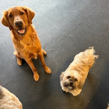 Cottonwood Pet Resort - Pet Sitting Near Me - Waterloo, Nebraska Cottonwood Pet Resort - Pet Sitting Near Me - Waterloo, Nebraska