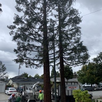 Skyview Tree Service - Tree Services Near Me Skyview Tree Service - Tree Services Near Me
