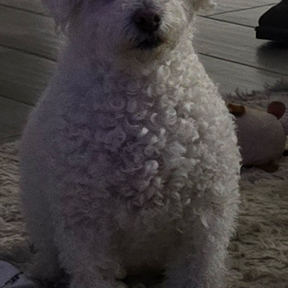 The before photo when he was extra fluffy The before photo when he was extra fluffy