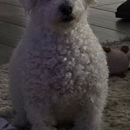 The before photo when he was extra fluffy The before photo when he was extra fluffy