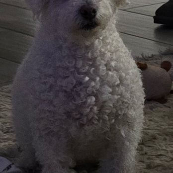 Lavish Licks - The before photo when he was extra fluffy - Pet Groomers Near Me - Las Vegas, Nevada Lavish Licks - The before photo when he was extra fluffy - Pet Groomers Near Me - Las Vegas, Nevada