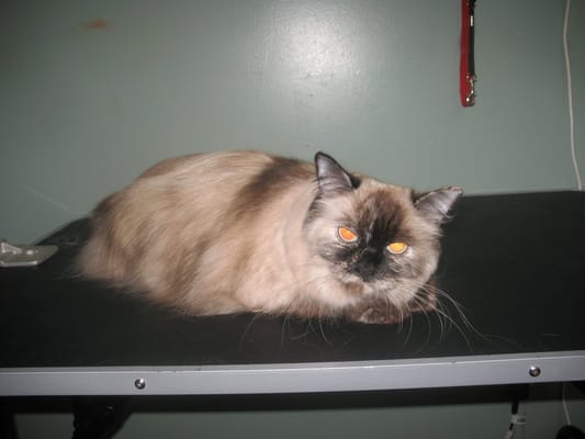 cat around town grooming