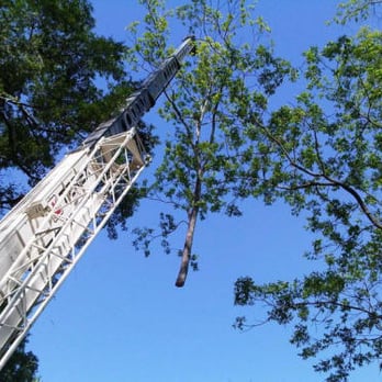 Premier Tree Solutions - Tree Services Near Me - Chattahoochee Hills, Georgia Premier Tree Solutions - Tree Services Near Me - Chattahoochee Hills, Georgia