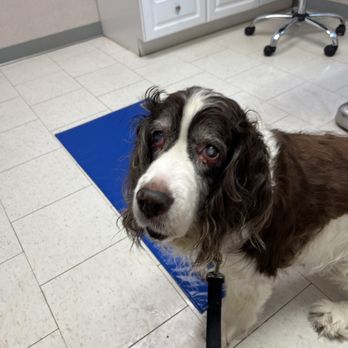Mount Laurel Animal Hospital - Cute Lexxi - Veterinarians Near Me - Mount Laurel, New Jersey