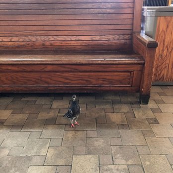 Amtrak - A bird came to say "Hi!" - Train Stations Near Me - Fullerton, California Amtrak - A bird came to say "Hi!" - Train Stations Near Me - Fullerton, California