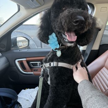 Paw Country - Etta Reagan after her grooming. - Pet Groomers Near Me - Granbury, Texas Paw Country - Etta Reagan after her grooming. - Pet Groomers Near Me - Granbury, Texas