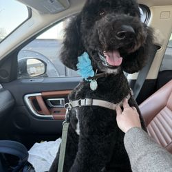 Paw Country - Etta Reagan after her grooming.