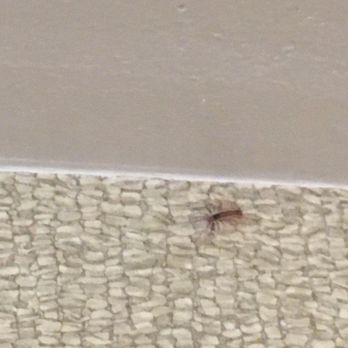 Bahia Resort Hotel - Couple pics of how gross it is as you find couple of these centipede or millipede are roaming inside the room room and kitchen area. - San Diego, CA