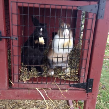 Miller Family Orchard - Cute little bunnies. - Farmers Market Near Me - Vassar, Michigan