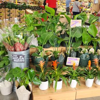 Trader Joe's - Plants potted - Beer, Wine & Spirits Near Me - South Pasadena, California Trader Joe's - Plants potted - Beer, Wine & Spirits Near Me - South Pasadena, California
