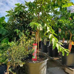 Lowe's Home Improvement - Pink guava