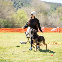 Happy Feet Dog Training - PSA Trial. This is a portion of the PSA 1 Obedience Routine, the dog must show control around a high value reward/distraction.