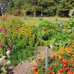 Beach Plum Farm - Flowers.