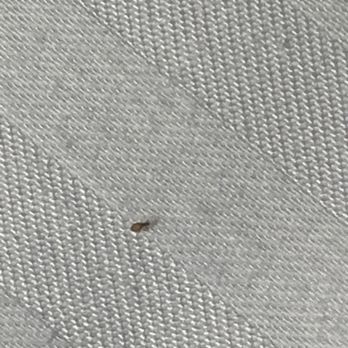 Comfort Suites Lake Jackson Clute - bed bug - Hotels Near Me - Lake Jackson, Texas