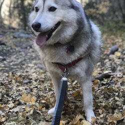 Desolation Trail - I love canyons that are dog friendly