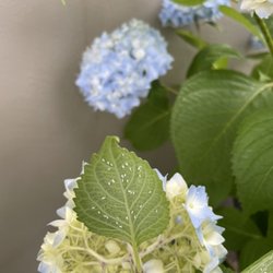 Detailed Pest Control - White fly on hydrangea