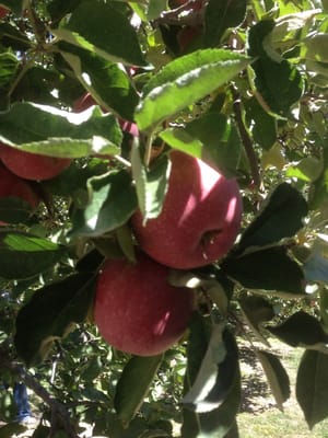Willowbrook Apple Farm by null