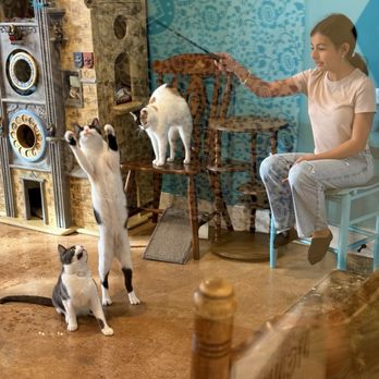 The Witty Whisker Cat Cafe - Happy kitties - Themed Cafes Near Me - St. Augustine, Florida