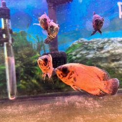Pet Zone Tropical Fish - Super red oscars