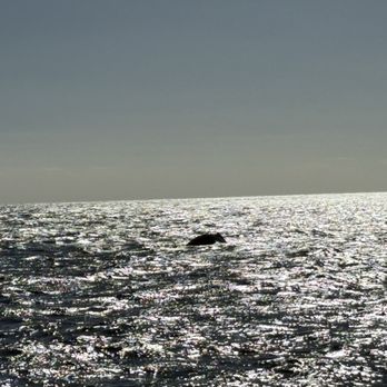Ko Olina Ocean Adventures - Snorkeling Near Me - Kapolei, Hawaii