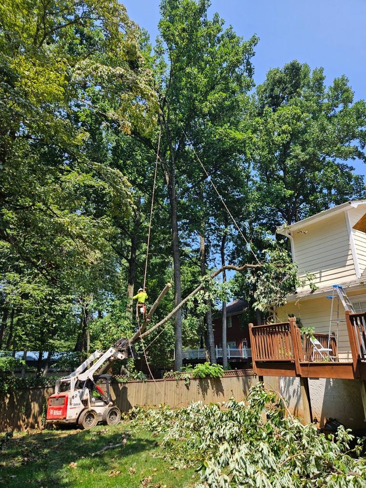 SDV Professional Tree Service - tree service in Geraldine, AL