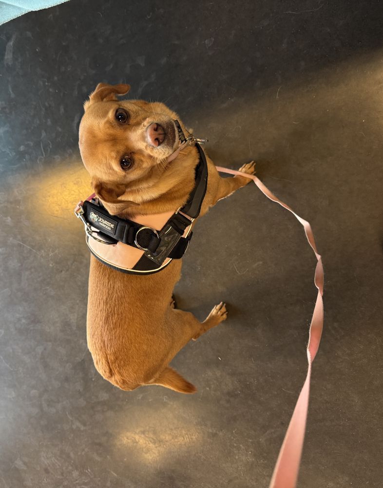 TREATS UNLEASHED - Updated July 2026 - 23 Photos & 14 Reviews - 10700 ...