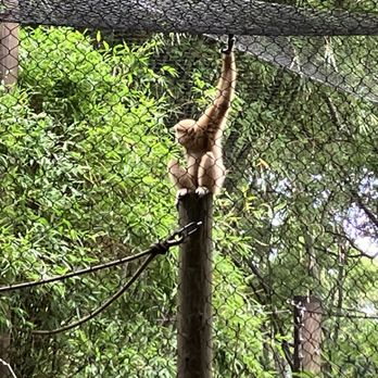 Santa Fe College Teaching Zoo - Zoos Near Me - Gainesville, Florida