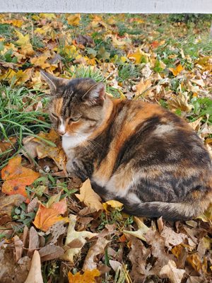 Terhune Orchards by null