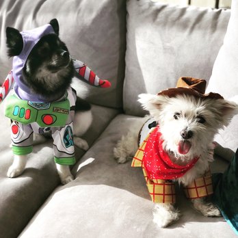 Peaceful Playful Pets - Costume Cuteness Overload with two of our favorites!! - Pet Sitting Near Me Peaceful Playful Pets - Costume Cuteness Overload with two of our favorites!! - Pet Sitting Near Me