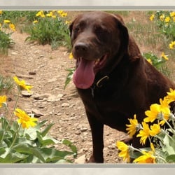 Auggie's Doggie Adventures