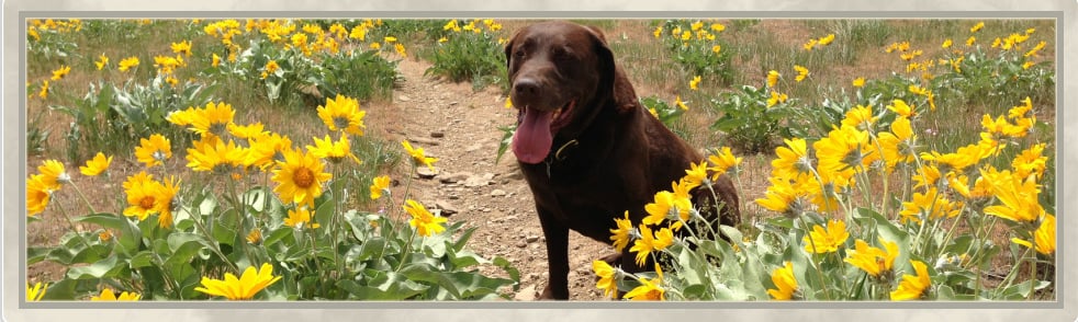 Auggie's Doggie Adventures - pet boarding facility in Salt Lake City, UT