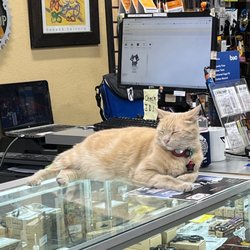 The Bike Shop at Woodward - Chester: the shop's cat