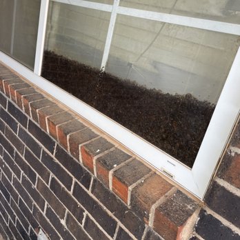 Elite Pest Management - Really bad German Cockroach infestation in a residential home! - Pest Control Near Me Elite Pest Management - Really bad German Cockroach infestation in a residential home! - Pest Control Near Me