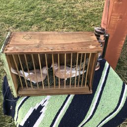My tangerine doves in a living nativity display. So quiet and docile, these doves make great pets! My tangerine doves in a living nativity display. So quiet and docile, these doves make great pets!