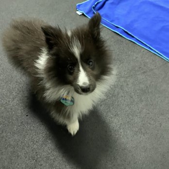 Ahimsa Dog Training - My sheltie in puppy kindergarten class at Ahimsa - Pet Training Near Me - Seattle, Washington Ahimsa Dog Training - My sheltie in puppy kindergarten class at Ahimsa - Pet Training Near Me - Seattle, Washington