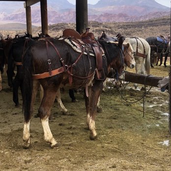 Cowboy Trail Rides - Horseback Riding Near Me - Las Vegas, Nevada