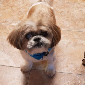 Barkingham Palace LLC - Pet Groomers Near Me - Metuchen, New Jersey